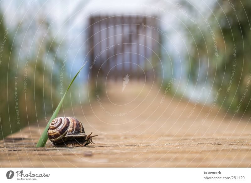 Langer Weg Natur Pflanze Gras Meer Tor Wege & Pfade Steg Schnecke 1 Tier Holz Wasser rennen gehen genießen wandern lang blau braun grün Pünktlichkeit