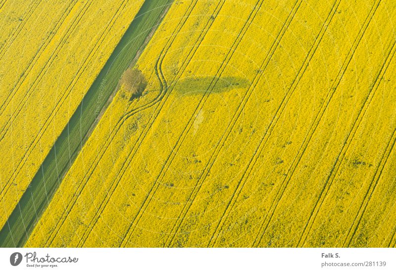 Abweichung Landwirtschaft Forstwirtschaft Umwelt Pflanze Frühling Schönes Wetter Baum Gras Nutzpflanze Raps Feld Linie Bogen ästhetisch Unendlichkeit Wärme gelb