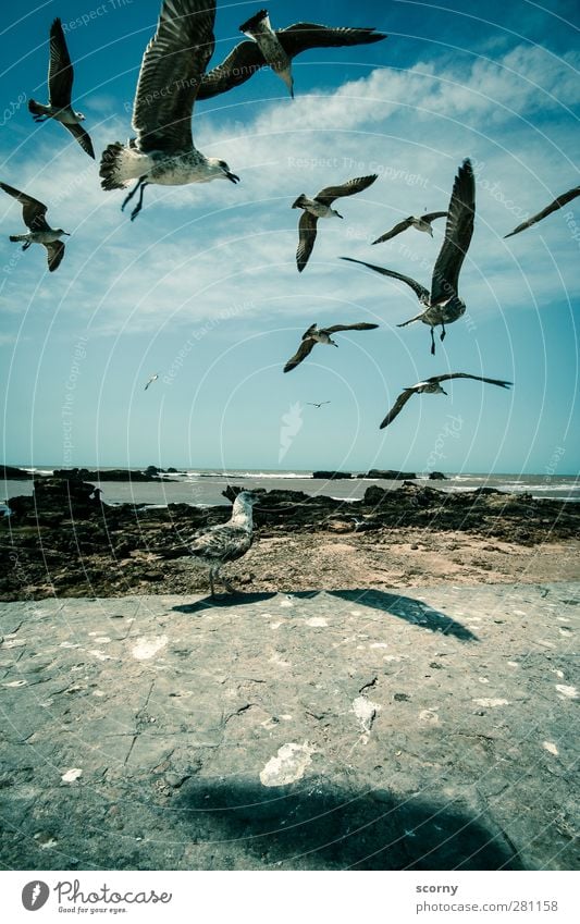 Die Möwen Freiheit Sightseeing Städtereise Sommer Meer Wellen Umwelt Tier Luft Himmel Wolken Schönes Wetter Küste Fischerdorf Kleinstadt Wildtier Vogel Flügel