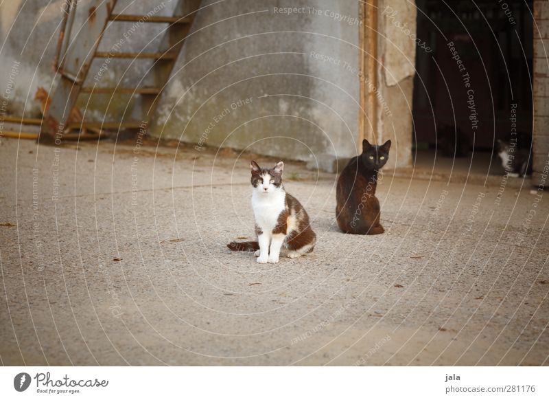 kätzlein Haus Bauwerk Gebäude Mauer Wand Treppe Fassade Tür Tier Haustier Katze Tiergruppe trist Stadt Farbfoto Außenaufnahme Menschenleer Textfreiraum unten