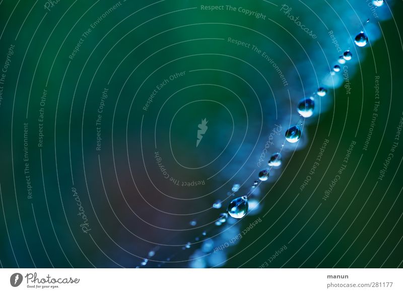 Perlenkette Natur Wassertropfen Tau Regen Spinnennetz Spinngewebe leuchten authentisch einfach klein nass blau grün Netzwerk Perspektive Farbfoto Außenaufnahme