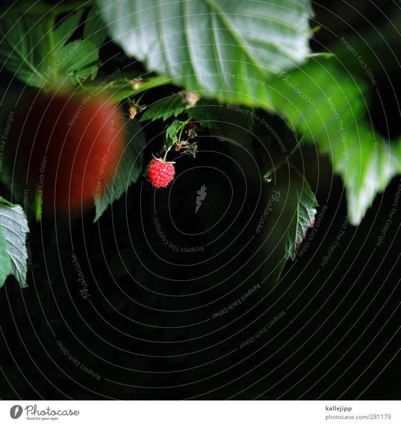 marmelade oder konfitüre? Lebensmittel Frucht Umwelt Natur Pflanze Tier Sommer Grünpflanze Wildpflanze Garten Feld Wald grün rot Himbeeren Himbeerbusch Nacht