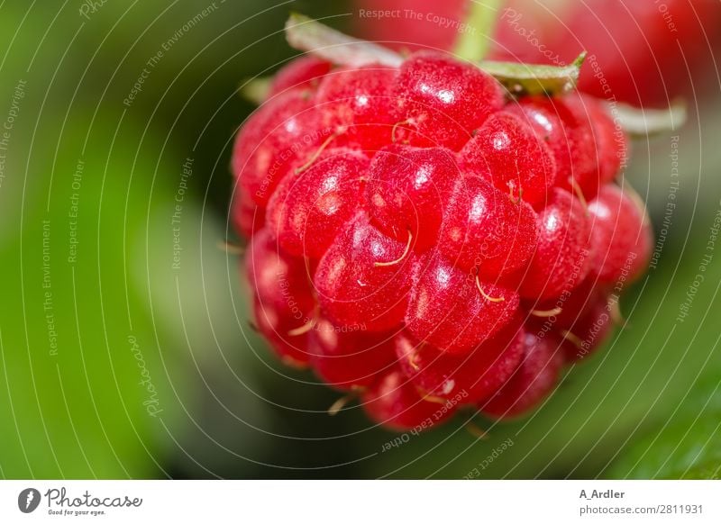 Himbeere Lebensmittel Frucht Himbeeren Ernährung Natur Pflanze Sommer Sträucher Nutzpflanze Garten Feld Essen genießen Duft frisch Gesundheit lecker nachhaltig