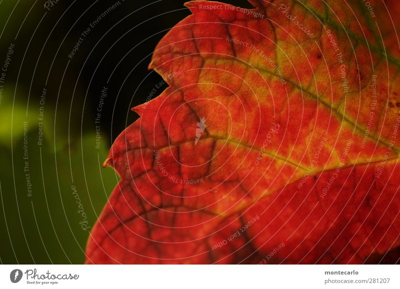 ^Zackig Natur Pflanze Sommer Blatt Grünpflanze Nutzpflanze Wildpflanze Weinblatt dünn authentisch einfach frisch nah natürlich Spitze trocken wild weich grün