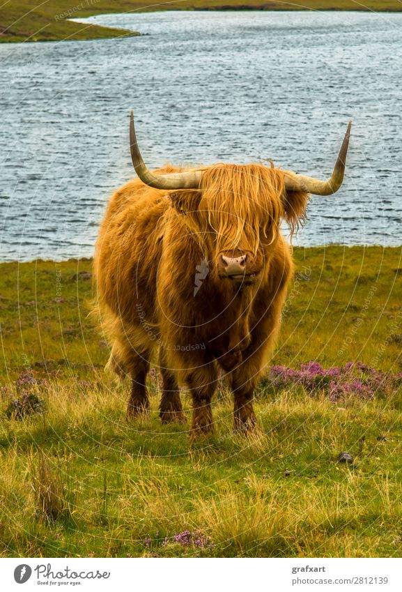 Hochlandrinder in malerischer Landschaft in Schottland Rind Bulle Bauernhof Landwirt Fell Großbritannien Heidekrautgewächse Herde Highlands