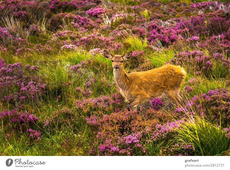 Junger Hirsch in malerischer Landschaft in Schottland Baby Blume Einsamkeit Großbritannien Heidekrautgewächse Highlands Hirsche Hirschkalb Jagd Tierjunges Natur