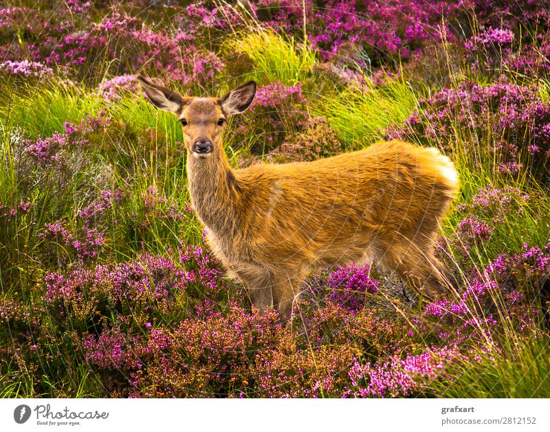 Junger Hirsch in malerischer Landschaft in Schottland Baby Blume Einsamkeit Großbritannien Heidekrautgewächse Highlands Hirsche Hirschkalb Jagd Tierjunges Natur