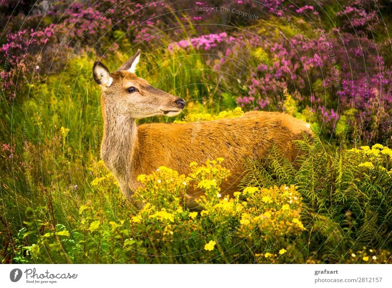 Hirschkuh in den Highlands von Schottland biodiversität Blume Großbritannien habitat Heidekrautgewächse Hirsche Jagd Landschaft Lebensraum malerisch nachhaltig