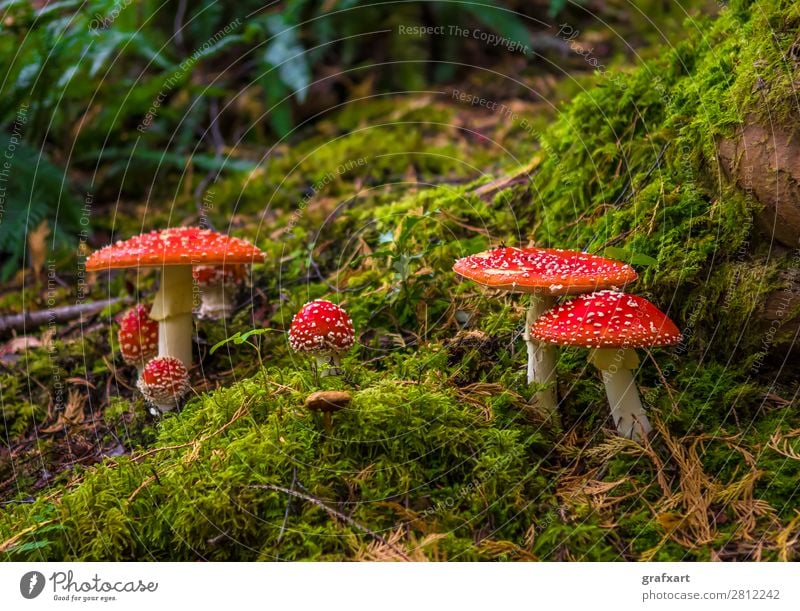 Gruppe mit Fliegenpilzen auf moosigem Waldboden Essen gefährlich Risiko gepunktet Gift Glück Glücksbringer Rauschmittel Hut kappe Märchen Moos Natur