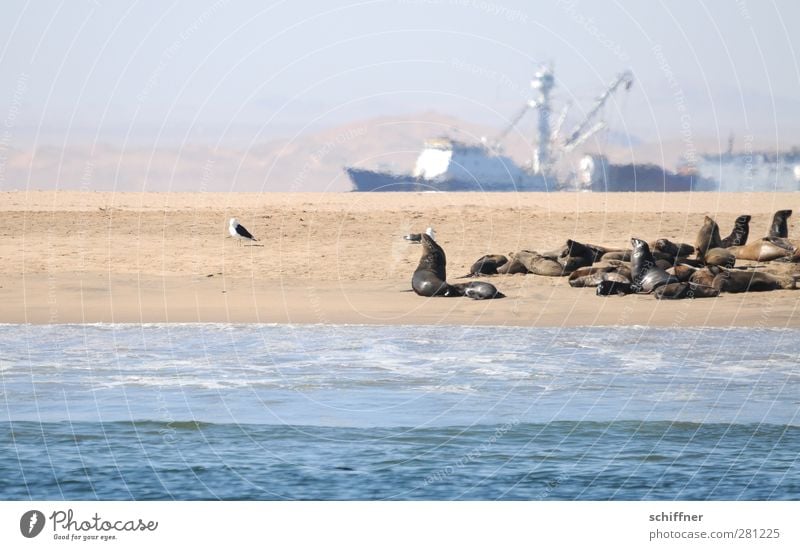 Schiff war schlauer Landschaft Küste Strand Meer Wüste Schifffahrt Fischerboot Trawler Tier Wildtier Tiergruppe Herde Rudel außergewöhnlich Robben Robbenkolonie