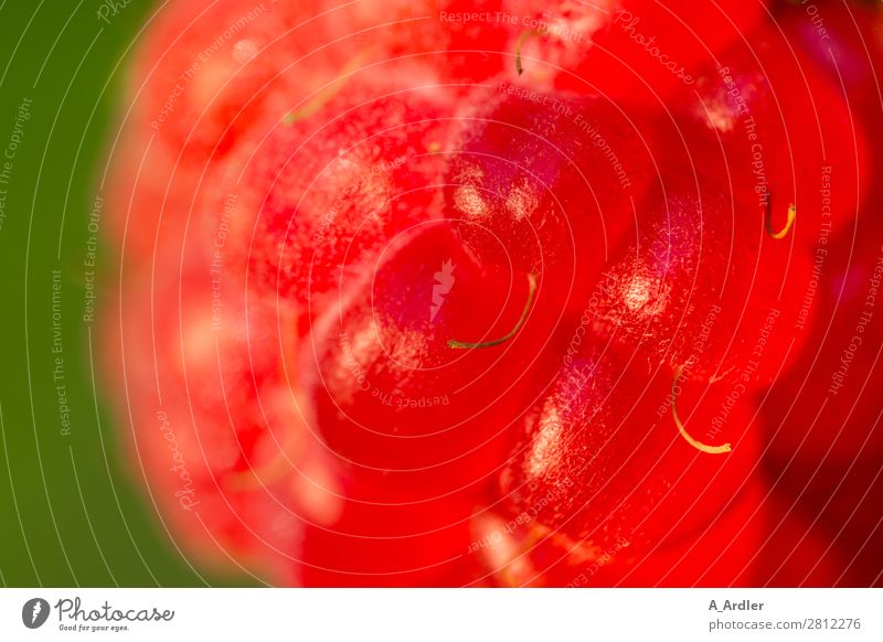 Himbeere ganz groß Lebensmittel Frucht Himbeeren Ernährung Bioprodukte Vegetarische Ernährung Gesundheit Duft Natur Pflanze Sommer Herbst Garten Wiese Essen