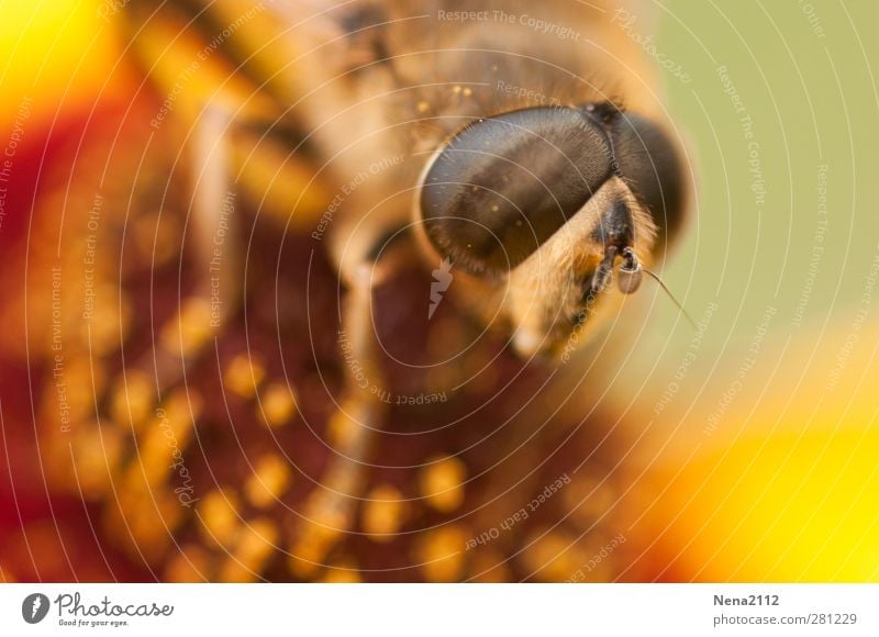 Auge in Auge Umwelt Natur Pflanze Tier Sommer Schönes Wetter Blume Blüte Wiese Fliege Biene 1 braun gelb gold orange Facettenauge Farbfoto mehrfarbig