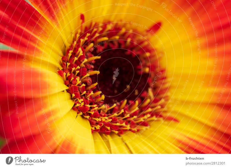 Blüte Nahaufnahme, Gerbera Sonnenlicht Sommer Pflanze Garten Freundlichkeit Fröhlichkeit frisch positiv schön gelb rot Glück Lebensfreude Freude Glaube