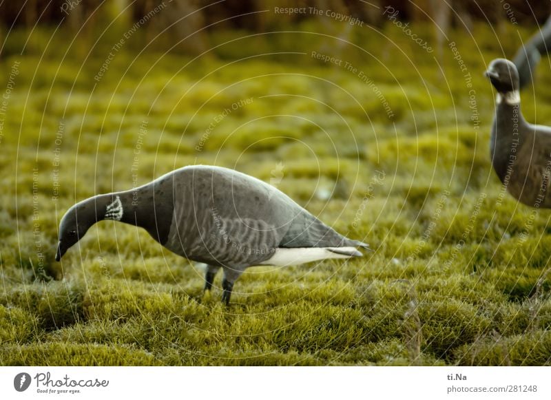 Rott rott rott - der Ruf der Ringelgans Landschaft Tier Wiese Wildtier Wildgans Gans Fressen wandern authentisch Freundlichkeit schön grau grün schwarz silber