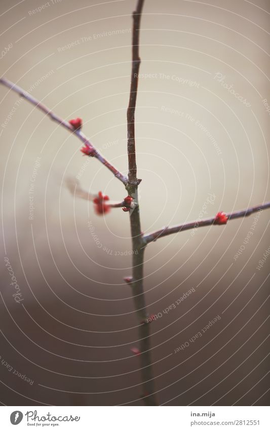 Tschüss Winter! Umwelt Natur Pflanze Frühling Baum Sträucher Blüte Garten Park Wald Stimmung Frühlingsgefühle Vorfreude ruhig Hoffnung Glaube träumen Sorge