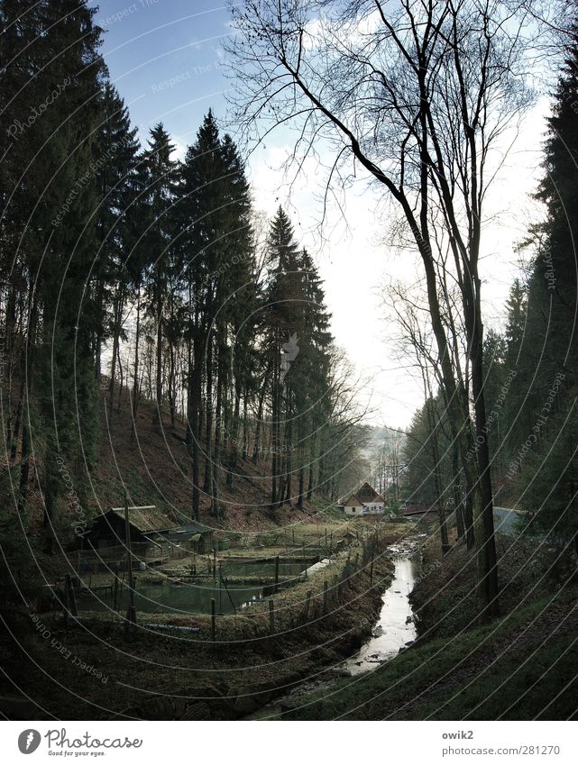 Waldstück Umwelt Natur Landschaft Pflanze Himmel Wolken Horizont Klima Wetter Schönes Wetter Baum Nadelwald Nadelbaum Sächsische Schweiz Deutschland Sachsen