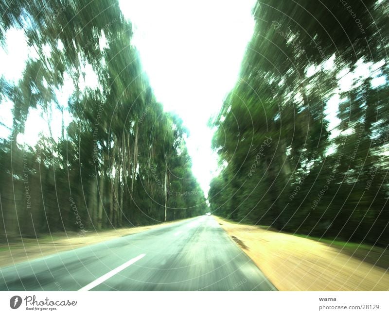 roadtrip Landstraße Portugal Geschwindigkeit Asphalt Baum Süden fahren Verkehr Ferien & Urlaub & Reisen Freude Blick aus dem Auto Dynamik