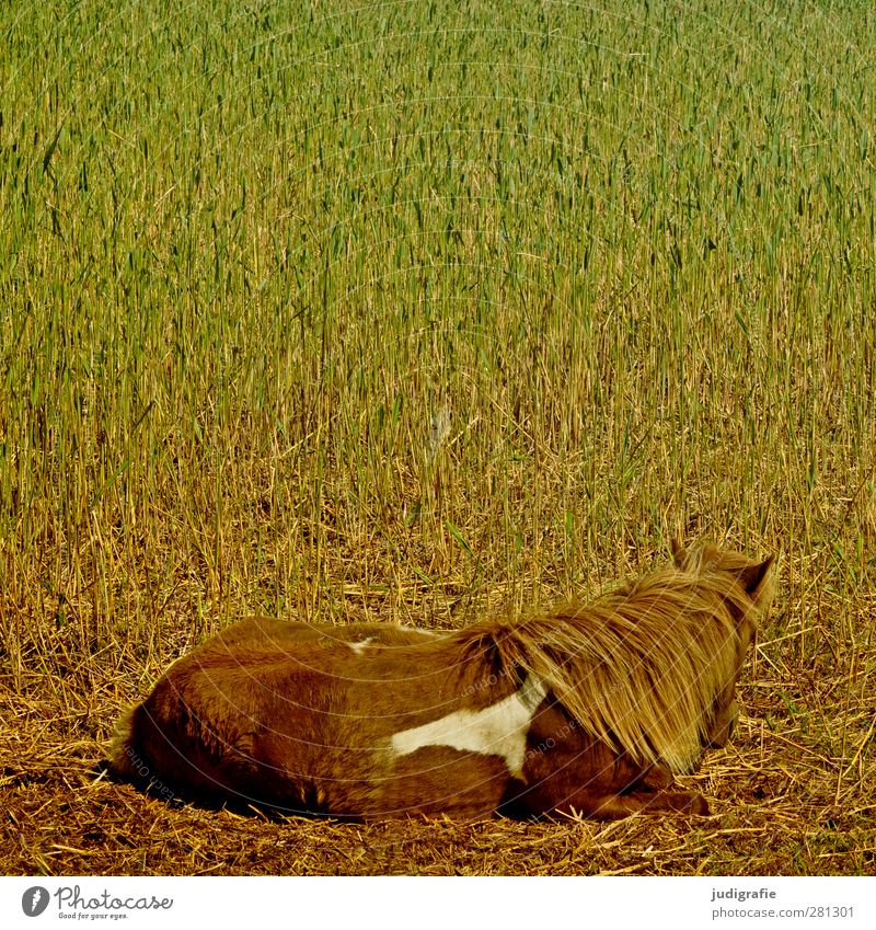 Pferd Natur Pflanze Gras Tier Haustier Nutztier 1 liegen ästhetisch natürlich braun grün Stimmung Warmherzigkeit ruhig Farbfoto Außenaufnahme Tag