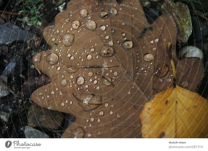 Kondensation auf einem Blatt Pflanze Erde Wassertropfen Herbst Baum Tropfen Natur Kondenswasser Feuchtigkeit Boden Farbfoto Nahaufnahme Menschenleer