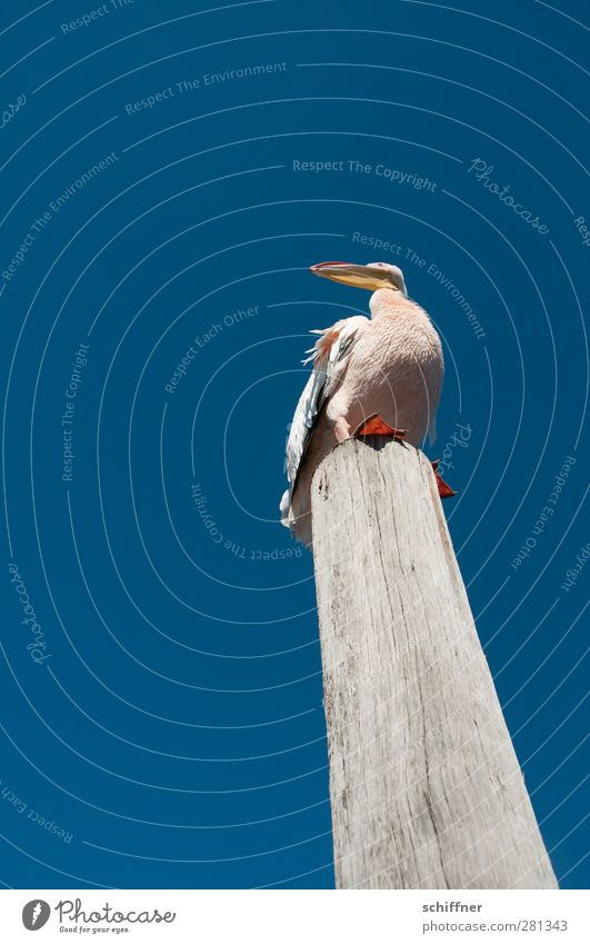 Schräger Vogel Wolkenloser Himmel Tier Wildtier 1 stehen Neigung Pelikan Holzpfahl oben Blick Schnabel Vogelperspektive Froschperspektive Walvisbay Namibia