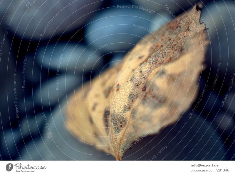 Herbst Umwelt Natur Klima Wetter Blatt blau braun gelb gold ruhig herbstlich Farbfoto Außenaufnahme Makroaufnahme Menschenleer Unschärfe