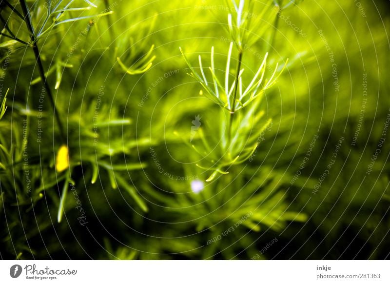 aquarius Pflanze Sommer Blume Grünpflanze Geäst Zweige u. Äste Garten Park Wachstum dünn lang natürlich grün Natur Farbfoto Außenaufnahme Nahaufnahme