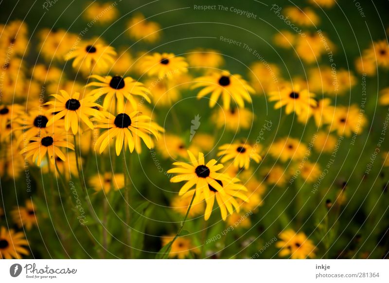 schwarzgelbgrün Pflanze Sommer Blume Blüte Stauden Garten Blühend Wachstum dünn lang schön viele Idylle Natur Farbfoto Außenaufnahme Nahaufnahme Detailaufnahme