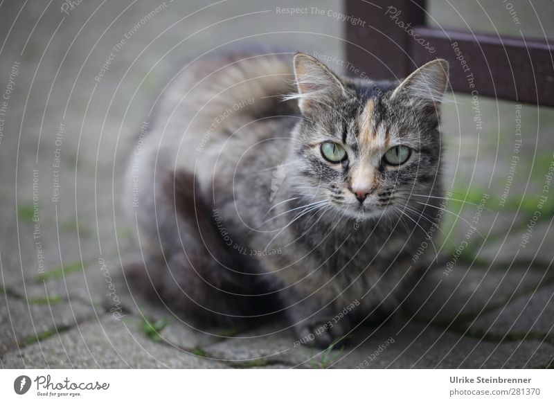 Erstes Tier Haustier Katze Tiergesicht 1 Tierjunges beobachten Denken hocken Blick sitzen klein nah natürlich Neugier niedlich weich grau Tierliebe achtsam