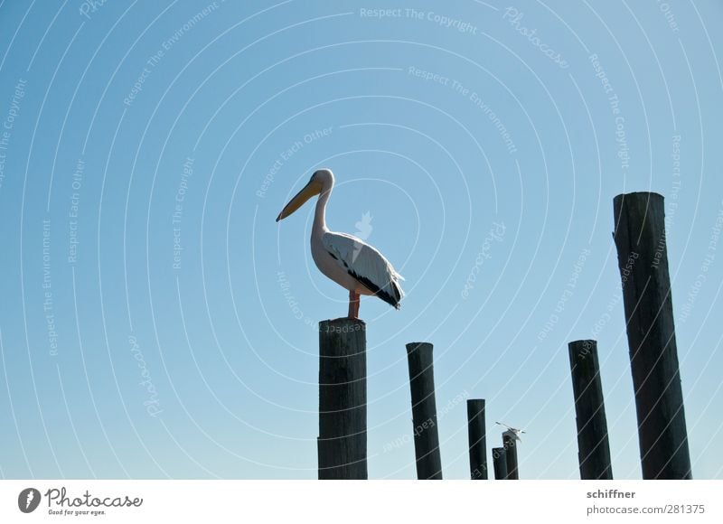 Platzhalter Himmel Wolkenloser Himmel Tier Wildtier Vogel 1 stehen Pelikan Baumstamm Holzpfahl Überblick überblicken Walvisbay Namibia einzeln Außenaufnahme