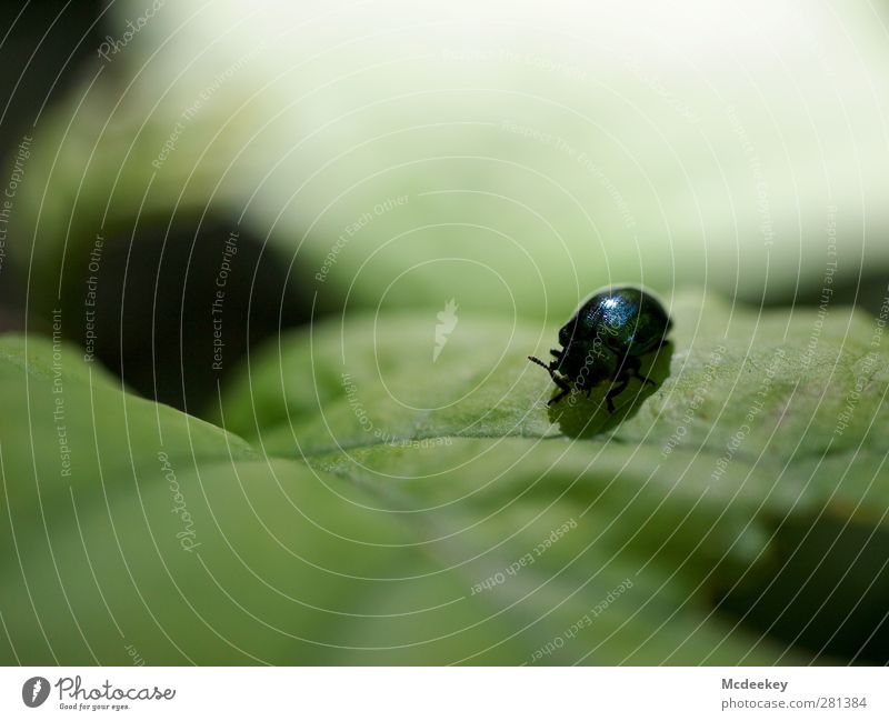 Das große Kabbeln 3 Umwelt Natur Pflanze Tier Sommer Schönes Wetter Sträucher Blatt Grünpflanze Wald Wildtier Käfer 1 authentisch dick natürlich niedlich