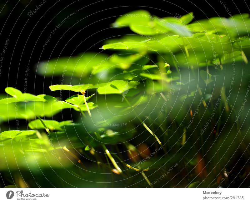 Die Welt von unten! Umwelt Natur Landschaft Pflanze Sommer Schönes Wetter Gras Sträucher Blatt Grünpflanze Wildpflanze Wald authentisch natürlich stark