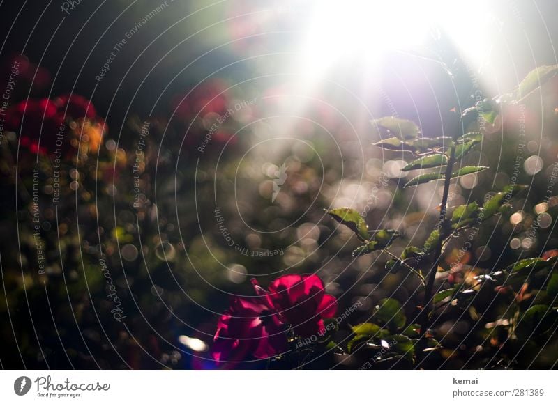 Ich weiß es gibt ein Leben vor dem Tod Umwelt Natur Pflanze Sonne Sonnenlicht Sommer Schönes Wetter Blume Rose Blatt Blüte Grünpflanze Garten Park Duft dunkel