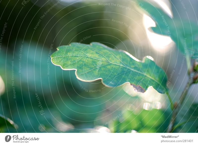 Zweigling Natur Sommer Pflanze Baum Blatt Grünpflanze Wald Wachstum grün Zufriedenheit Lebensfreude Optimismus ruhig Hoffnung Erholung Idylle Klima Schutz