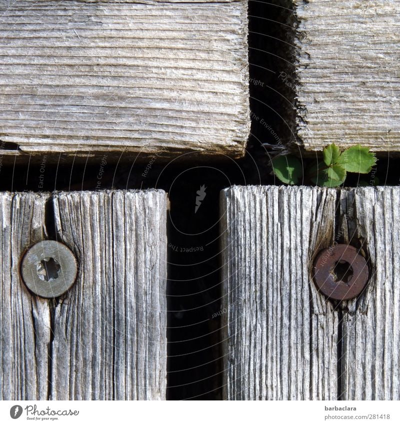 Durchtriebenes Pflänzchen Umwelt Sonnenlicht Sommer Pflanze Garten Terrasse Holzfußboden Schraube Schneidebrett Wachstum klein wild grau grün Kraft Beginn