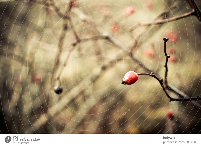 Hagebutte Umwelt Natur Pflanze Herbst Winter Hagebutten Hundsrose Frucht Park Wachstum dunkel natürlich braun gelb rot Vergänglichkeit Wandel & Veränderung Rose