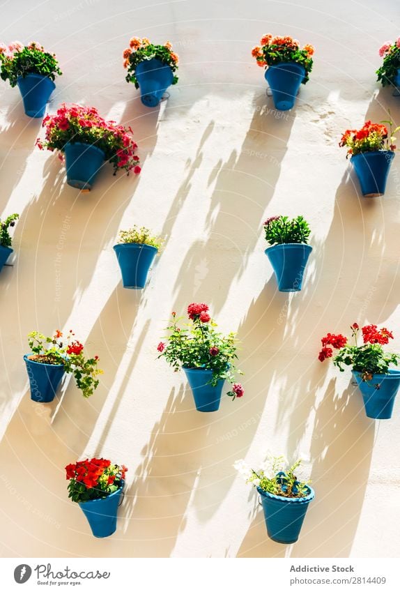 Blumentöpfe und bunte Blume an einer weißen Wand, in Cordoba, Spanien Garten Außenaufnahme Blumentopf grün Ferien & Urlaub & Reisen historisch alt Dorf