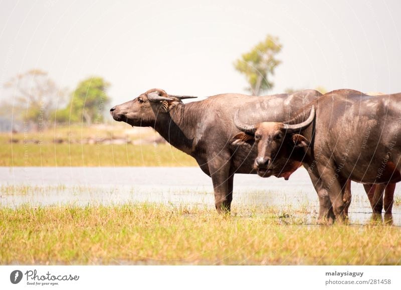 Büffel Natur Tier Feld Nutztier Kuh Tiergesicht 2 Blick warten Farbfoto Nahaufnahme Menschenleer Freisteller Tag Schwache Tiefenschärfe Totale