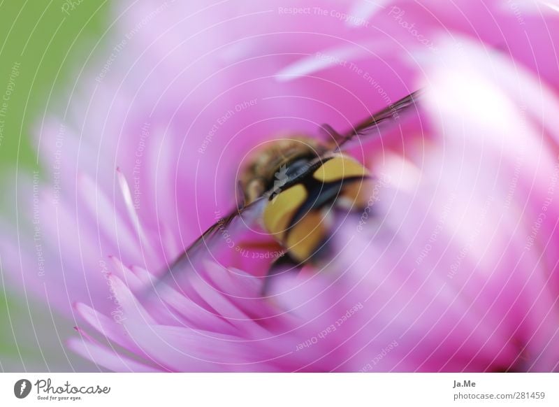 Von der Natur gemalt... Pflanze Blume Blüte Garten Tier Wildtier Flügel Insekt Schwebfliege Zweiflügler 1 Blühend ästhetisch natürlich Farbfoto mehrfarbig