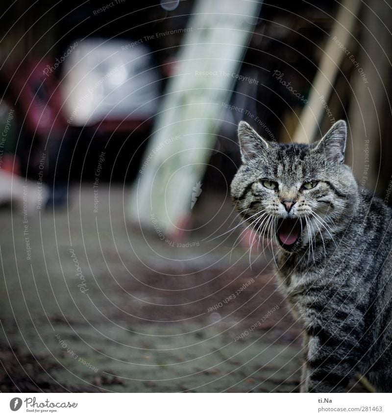 Krumme Dinger | ertappt Frühling Sommer Garten Haustier Katze Hauskatze 1 Tier Blick listig lustig wild gähnen Farbfoto Gedeckte Farben Außenaufnahme