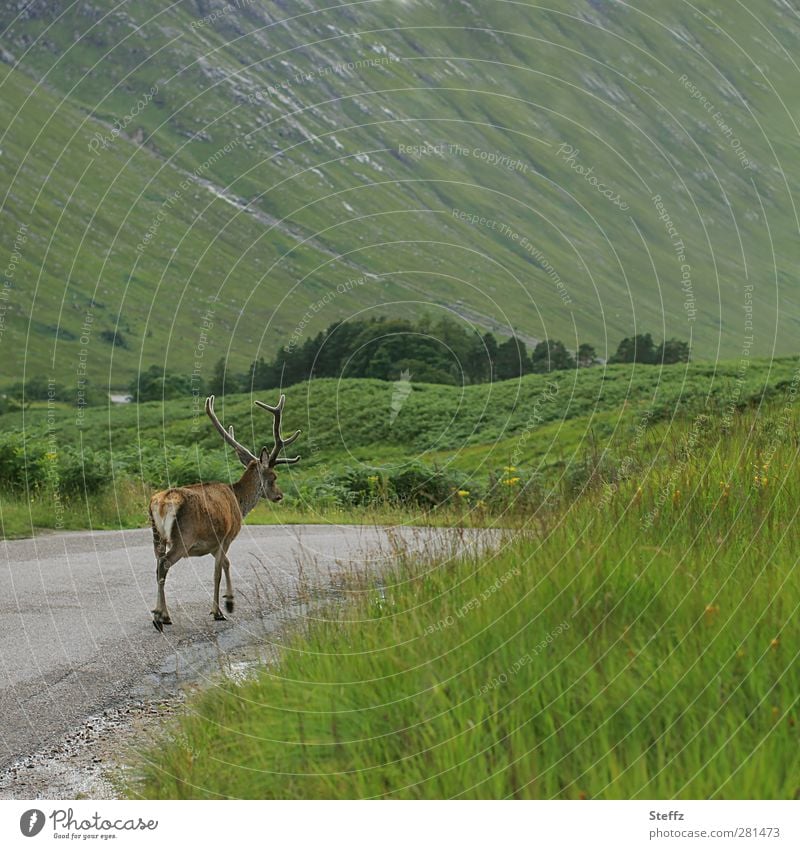 krumme Dinger | kein Bock auf Fotoshooting Schottland Hirsch Rothirsch Rotwild Sommer in Schottland nordisch nordische Romantik grüne Hügel schottisch