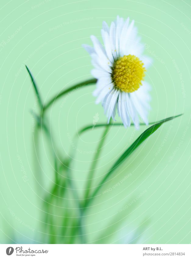 Gänseblümchen Natur Pflanze Frühling Sommer Blume Gras Stimmung Begierde Vorsicht ruhig Selbstbeherrschung ästhetisch Energie Erfahrung Freiheit Zufriedenheit