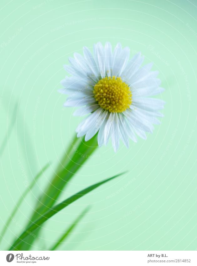 die kesse LEINE Natur Pflanze Blume Gras Glück hell klein natürlich dünn gelb grün weiß schön Gelassenheit Hoffnung Farbfoto Außenaufnahme Textfreiraum links