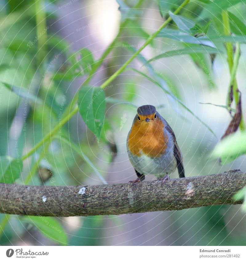 2 Augen in Auge mit neugierigem Rotkehlchen Natur Baum Kastanie Vogel 1 Tier Fressen Mitgefühl Leben Neugier Konzentration Sonnenstrahlen Mitleid Tierporträt