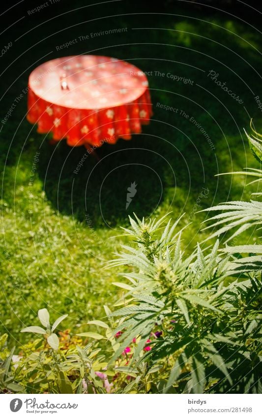 Im Kräutergarten Garten Gartentisch Sommer Hanf Salbei Wiese leuchten Wachstum authentisch Originalität rund schön grün rot Idylle Natur ruhig Tischwäsche