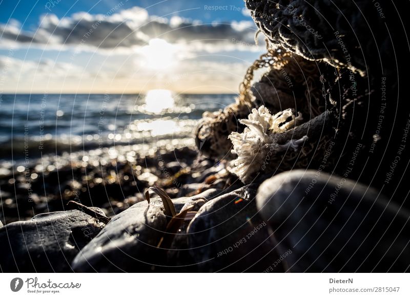 Seilende Umwelt Natur Landschaft Himmel Wolken Sonne Sonnenaufgang Sonnenuntergang Herbst Schönes Wetter Wellen Küste Strand Ostsee blau schwarz weiß Stein Netz