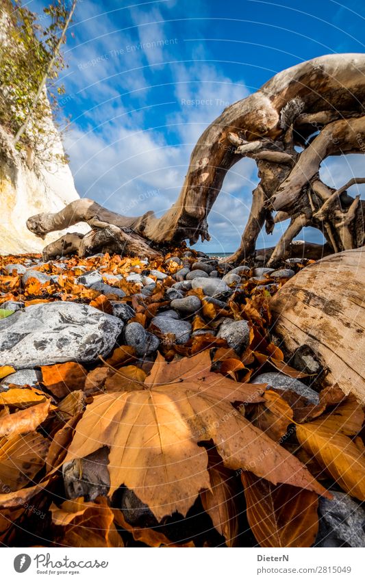 Geäst Umwelt Natur Landschaft Erde Himmel Wolken Herbst Schönes Wetter Baum Blatt Küste Strand Ostsee blau braun grau grün weiß Dänemark Kreidefelsen Holz