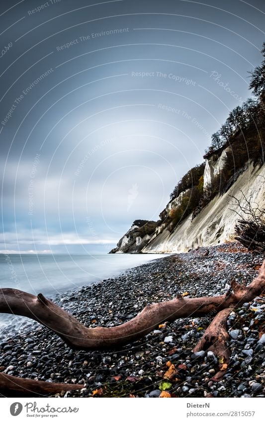 Kreide Natur Landschaft Urelemente Wasser Himmel Wolken Horizont Herbst Baum Küste Strand Ostsee blau braun schwarz weiß Totholz Strandgut Stein Kreidefelsen