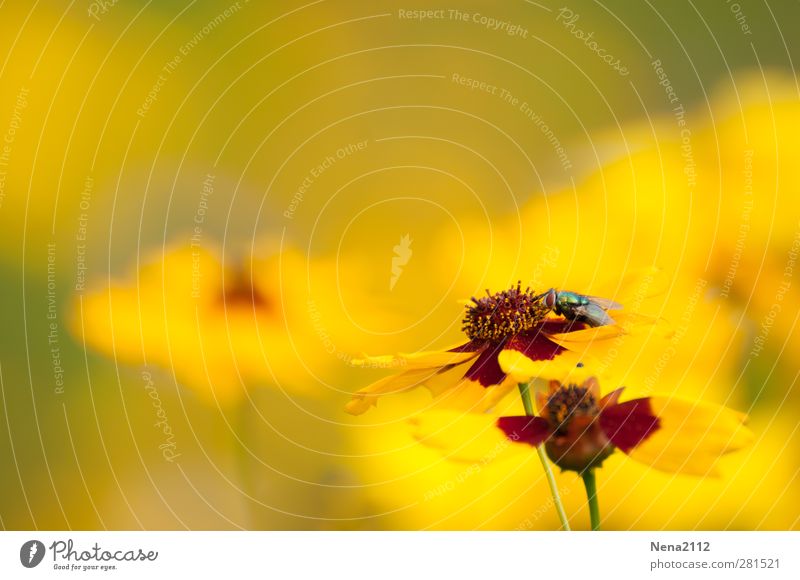 In a yellow world... Natur Pflanze Blume Wiese Tier Fliege 1 gelb Sommer sommerlich Sommertag Sommerblumen Sommerblumenbeet Blumenwiese Farbfoto Außenaufnahme