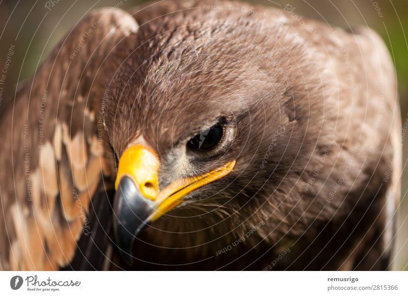 Nahaufnahme eines Steppenadlers Jagd Natur Tier Vogel wild braun accipitriformes Schnabel Fleischfresser Akkordata Lebewesen Adler gefährdet Falknerei Feder