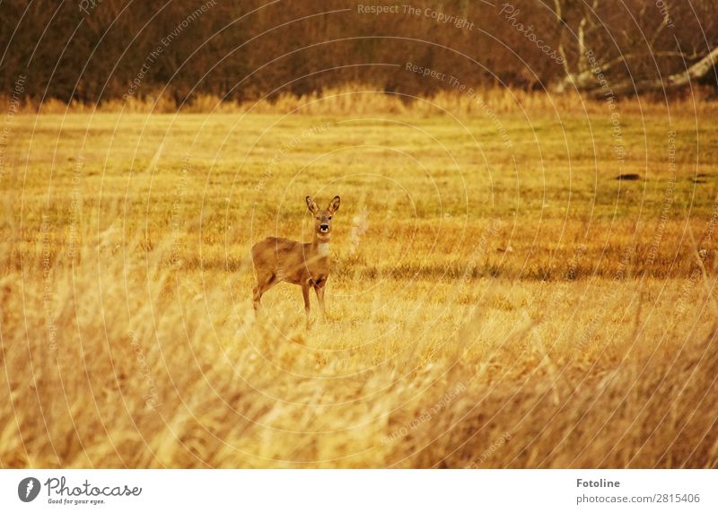 Entdeckt Umwelt Natur Landschaft Pflanze Tier Urelemente Gras Park Wiese Wildtier Fell 1 frei nah natürlich dünn schön braun grün Reh wild Wachsamkeit Farbfoto